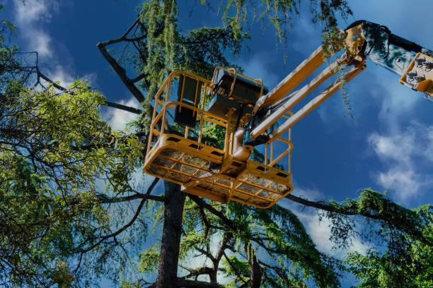 Best Emergency Tree Removal  in Pollock Pines, CA